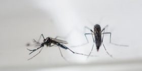 Shkencëtarët amerikanë: Virusi Zika shkakton anomali gjatë lindjes