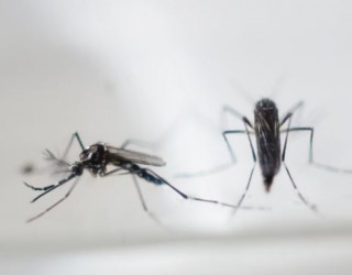 Në SHBA konfirmohet rasti i parë i transmetimit të “Zika”-s përmes seksit