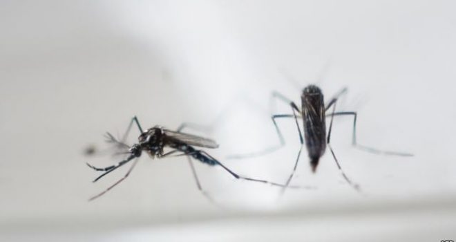 Shkencëtarët amerikanë: Virusi Zika shkakton anomali gjatë lindjes