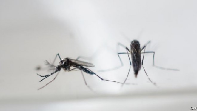 Në SHBA konfirmohet rasti i parë i transmetimit të “Zika”-s përmes seksit