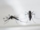 Në SHBA konfirmohet rasti i parë i transmetimit të “Zika”-s përmes seksit