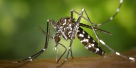 Virusi Zika, OBSH shpall emergjencën shëndetësore ndërkombëtare