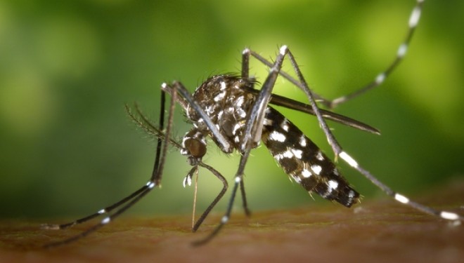 Virusi Zika, OBSH shpall emergjencën shëndetësore ndërkombëtare