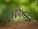 Virusi Zika, OBSH shpall emergjencën shëndetësore ndërkombëtare