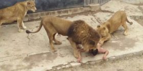 Luanët e shqyejnë personin që u fut në kopshtin zoologjik (VIDEO +18)