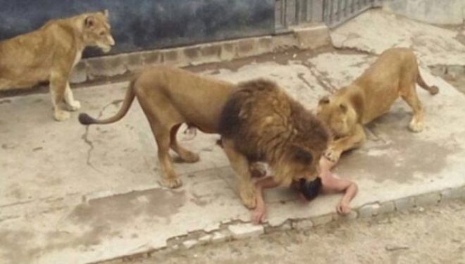 Luanët e shqyejnë personin që u fut në kopshtin zoologjik (VIDEO +18)
