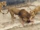 Luanët e shqyejnë personin që u fut në kopshtin zoologjik (VIDEO +18)