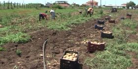 BE ndalon pataten shqiptare, Panariti: Nuk lejohet bashkë me disa produkte të tjera