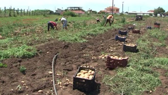 BE ndalon pataten shqiptare, Panariti: Nuk lejohet bashkë me disa produkte të tjera