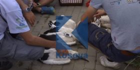 Në Lipjan lejlekëve po u vendoset pajisja GPS (Video)