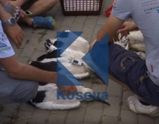 Në Lipjan lejlekëve po u vendoset pajisja GPS (Video)