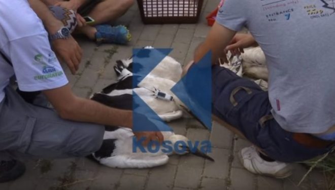 Në Lipjan lejlekëve po u vendoset pajisja GPS (Video)