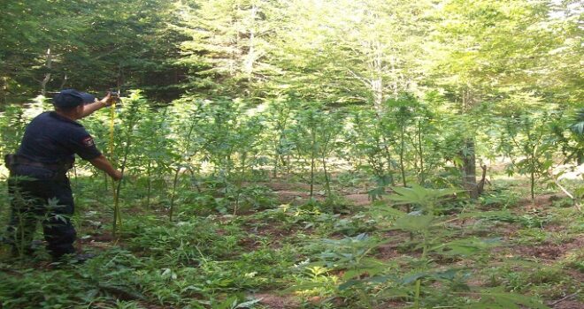 Të tjera parcela me kanabis, 2500 rrënjë në Vlorë, 1550 në Kurbin