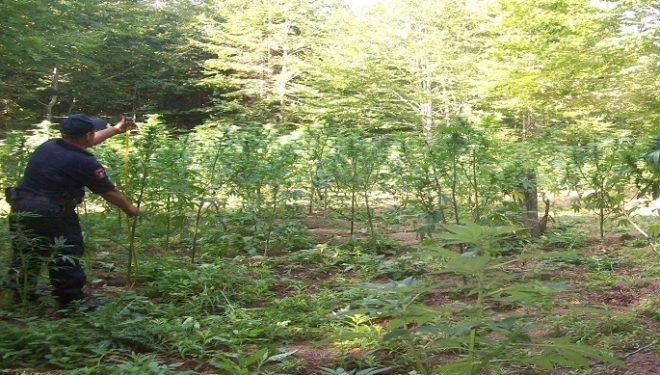 Të tjera parcela me kanabis, 2500 rrënjë në Vlorë, 1550 në Kurbin