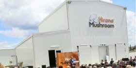 Hapet fabrika e këpurdhave në Mitrovicë
