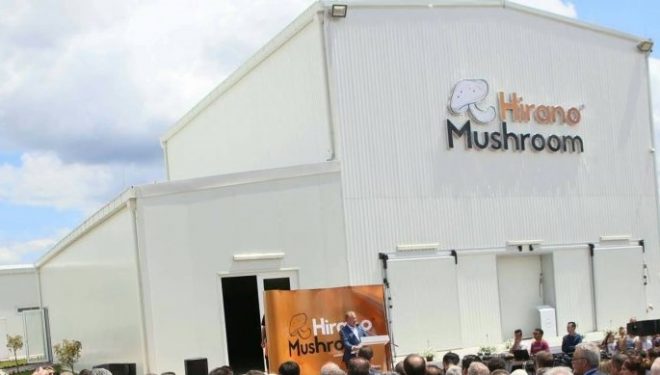 Hapet fabrika e këpurdhave në Mitrovicë