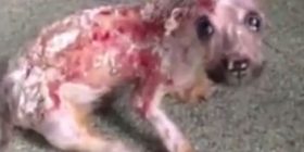 E përvëlon me ujë të nxehtë sepse kafshoi celularin e pronarit (VIDEO)