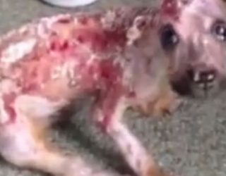 E përvëlon me ujë të nxehtë sepse kafshoi celularin e pronarit (VIDEO)