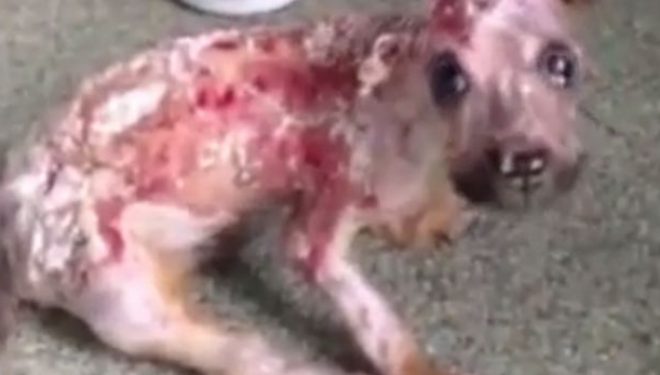 E përvëlon me ujë të nxehtë sepse kafshoi celularin e pronarit (VIDEO)
