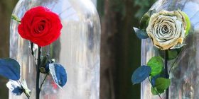 Dyqani i luleve krijon trëndafilin që zgjat një vit, frymëzuar nga “E Bukura dhe Bisha”