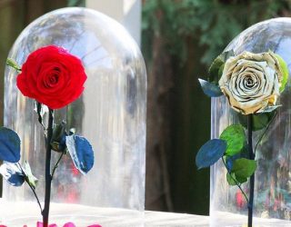 Dyqani i luleve krijon trëndafilin që zgjat një vit, frymëzuar nga “E Bukura dhe Bisha”