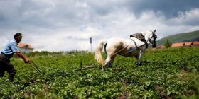 Kur për 34 euro shitej ari i tokës bujqësore