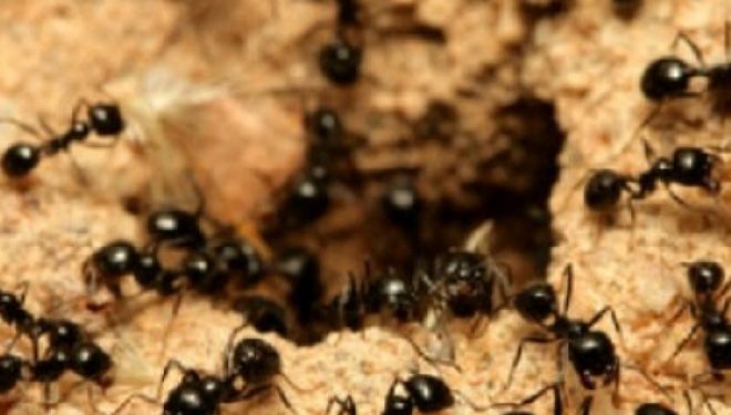 Ilaçi me hudhër i zhduk milingonat nga shtëpia juaj
