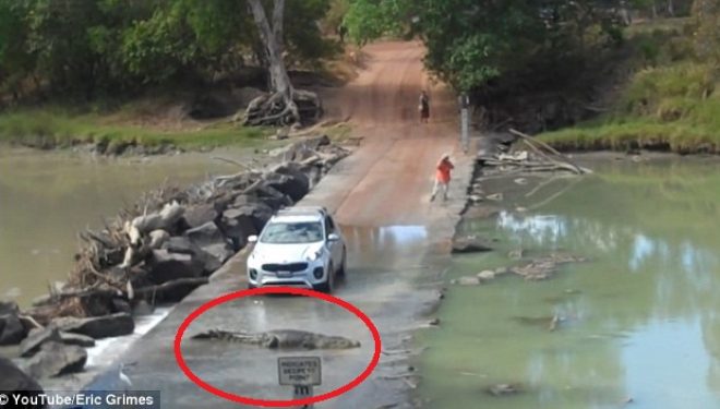 Kur krokodili bllokon trafikun…