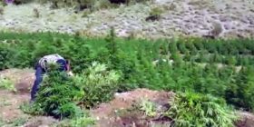 1.2 mln rrënjë hashash të asgjësuara, Qato: Është rritur kontrrolli mbi territorin (Video)