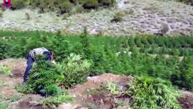 1.2 mln rrënjë hashash të asgjësuara, Qato: Është rritur kontrrolli mbi territorin (Video)
