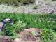 1.2 mln rrënjë hashash të asgjësuara, Qato: Është rritur kontrrolli mbi territorin (Video)