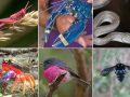 Kafshë e insekte të çuditshme e plot ngjyra… (Foto)