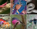 Kafshë e insekte të çuditshme e plot ngjyra… (Foto) Kafshë e insekte të çuditshme e plot ngjyra… (Foto)