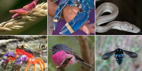 Kafshë e insekte të çuditshme e plot ngjyra… (Foto)