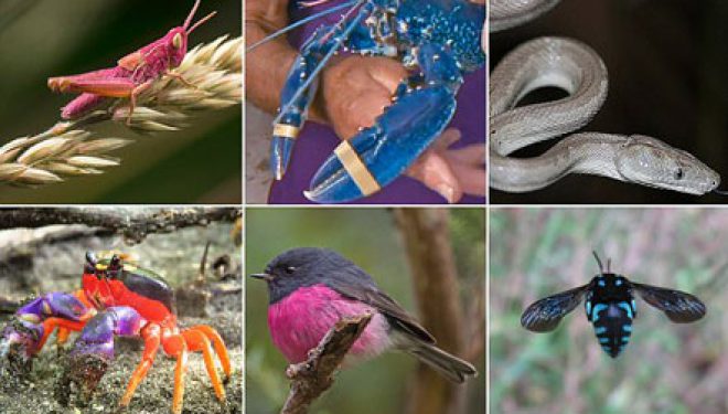 Kafshë e insekte të çuditshme e plot ngjyra… (Foto)
