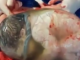 Nëna shpërndan momentin e “lindjes me këmishë” të foshnjës. Video shndërrohet në virale (Video)