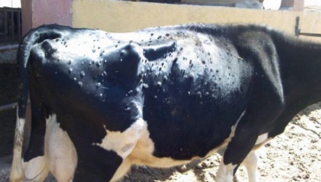 Mungojnë vaksinat për sëmundjen gungore të lëkurës së gjedhit