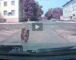 Video emocionuese: Ky qen paralajmëroi shoferin se do të aksidentohej, por ai nuk e dëgjoi (Video)