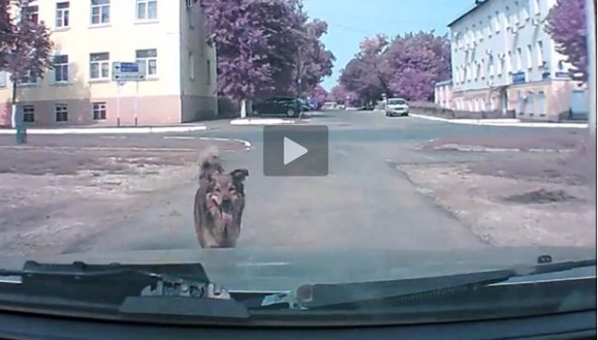 Video emocionuese: Ky qen paralajmëroi shoferin se do të aksidentohej, por ai nuk e dëgjoi (Video)
