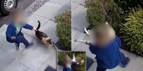 Rreh macen, ja si hakmerret ajo(Video)