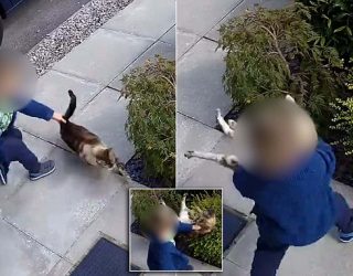 Rreh macen, ja si hakmerret ajo(Video)