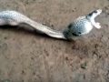 Nuk hahet më shumë nga ç’mund të tresësh (Video)