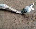 Nuk hahet më shumë nga ç’mund të tresësh (Video)