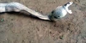 Nuk hahet më shumë nga ç’mund të tresësh (Video)