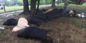 19 lopë ngordhën në të njëjtin sekondë, zbulohet se çka i vrau (Foto)