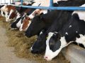 Vonesat në sigurimin e vaksinave e shtrinë sëmundjen gungore tek kafshët