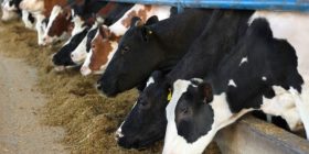 Vonesat në sigurimin e vaksinave e shtrinë sëmundjen gungore tek kafshët