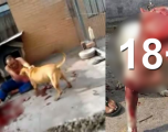 13 sulme të tmerrshme të qeneve të kapura nga kamerat në kohë reale (VIDEO 18+) 13 sulme të tmerrshme të qeneve të kapura nga kamerat në kohë reale (VIDEO 18+)