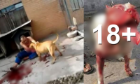 13 sulme të tmerrshme të qeneve të kapura nga kamerat në kohë reale (VIDEO 18+)