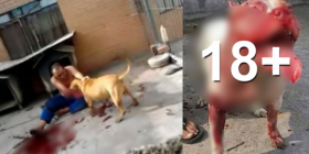 13 sulme të tmerrshme të qeneve të kapura nga kamerat në kohë reale (VIDEO 18+)